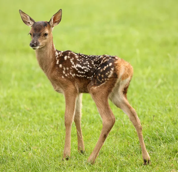 Baby dovhjort — Stockfoto