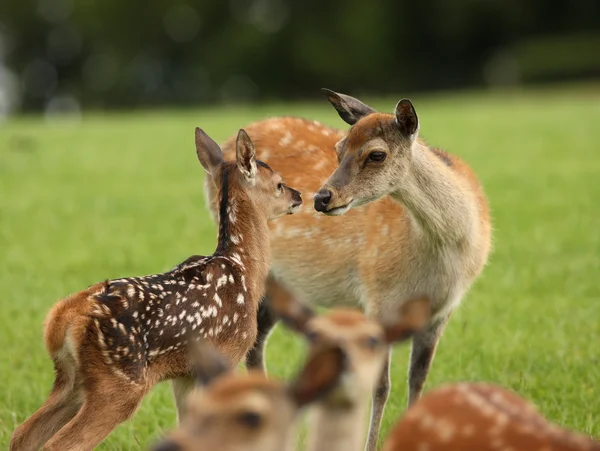 Baby damherten — Stockfoto