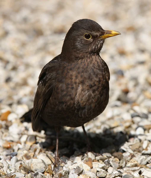 Bladvogel — Stockfoto