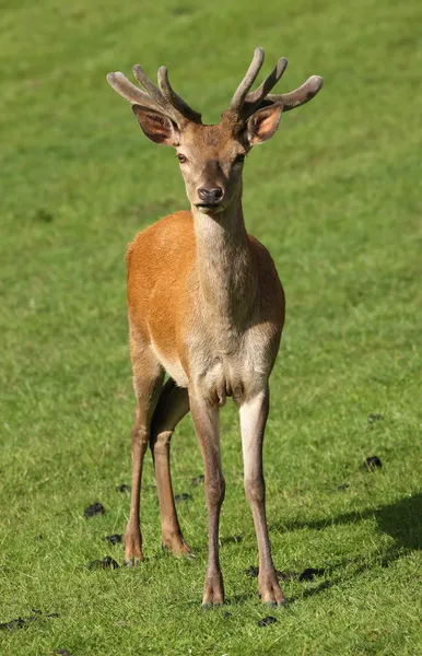 Unga manliga dovhjort — Stockfoto