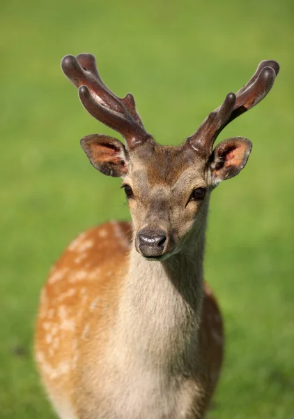 Jeunes cerfs mâles en jachère — Photo