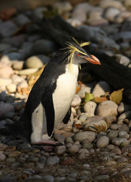 Pingüino tolva de roca —  Fotos de Stock