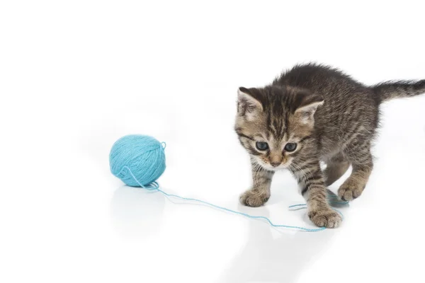 Cute grey kitten and ball of thread — Stock Photo, Image