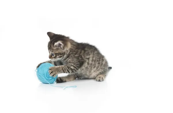 Cute grey kitten and ball of thread — Stock Photo, Image
