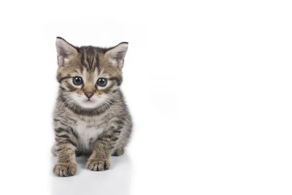 Cute grey kitten — Stock Photo, Image