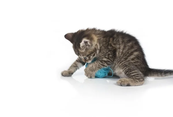 Lindo gatito gris y bola de hilo — Foto de Stock