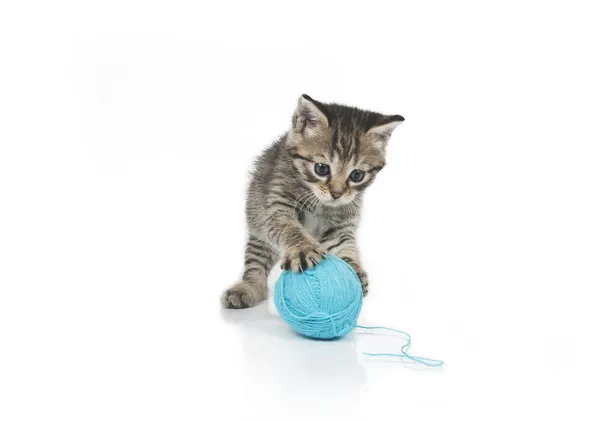 Gatinho cinzento bonito e bola de linha — Fotografia de Stock