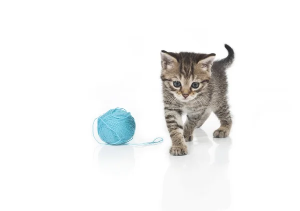 Gatinho cinzento bonito e bola de linha — Fotografia de Stock