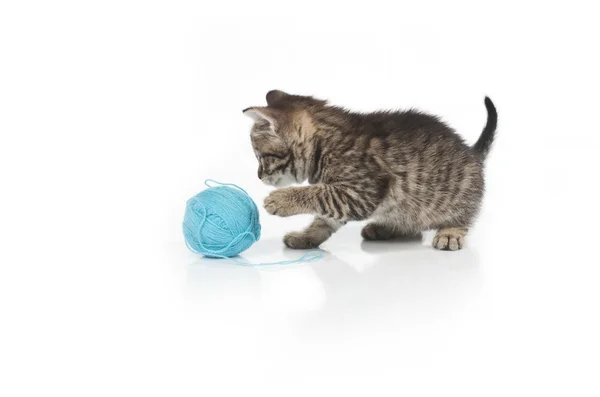 Gatinho cinzento bonito e bola de linha — Fotografia de Stock