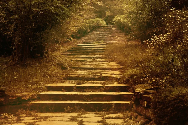 Каменная лестница между деревьями — стоковое фото