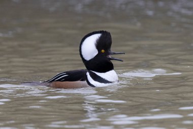 Erkek Başlıklı Merganser (Lophodytes cucullatus) - Grand Bend, Ontario, Kanada