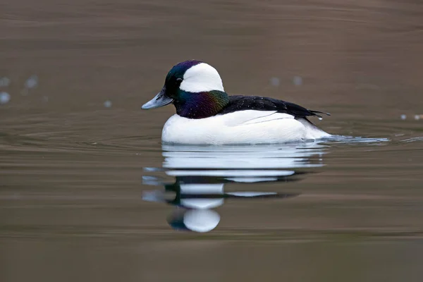 Tête Buffle Mâle Bucephala Albeola Plumage Reproducteur Grand Bend Ontario — Photo