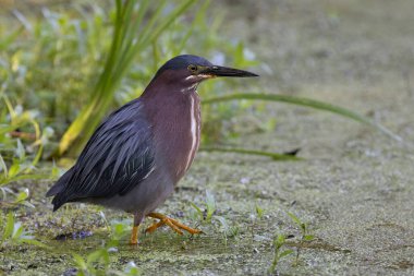 Yeşil balıkçıl (Butorides virescens) avını takip ediyor - Pinery Provincial Park, Ontario, Kanada