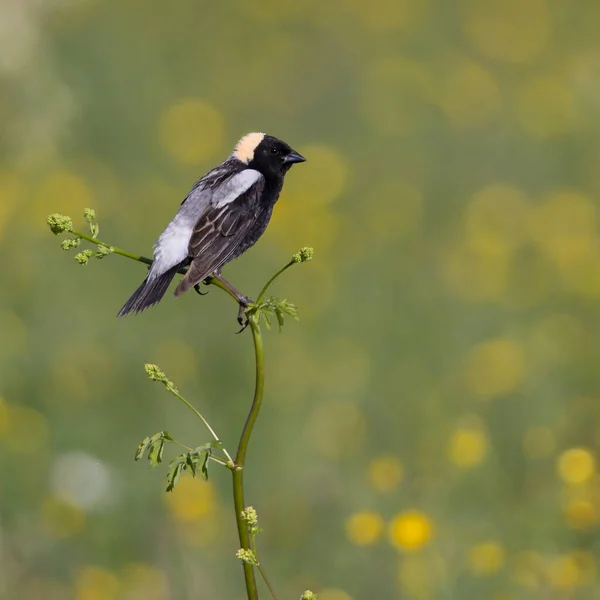 Male Bobolink Dolichonyx Oryzivorus Perched Weed Stalk Huron County Ontario — Zdjęcie stockowe