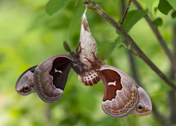 Cecropia Moths Hyalophora Cecropia Mating Female Emerges Her Cocoon Pinery — 图库照片