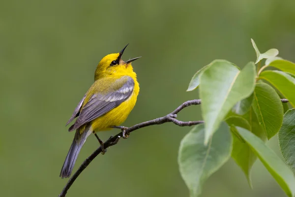 Male Blue Winged Warbler Vermivora Cyanoptera Singing Tree Branch Pinery Royalty Free Stock Obrázky