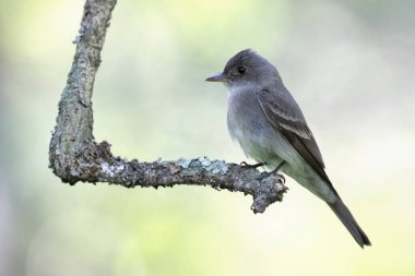 Doğu Orman Pewee (Contopus virens) bir dala tünedi - Pinery Provincial Park, ONtario, Kanada