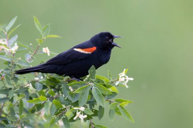 Erkek Kırmızı Kanatlı Karatavuk (Agelaius phoeniceus) bölgesini belirlemek için şarkı söyler - Huron County, Ontario, Kanada
