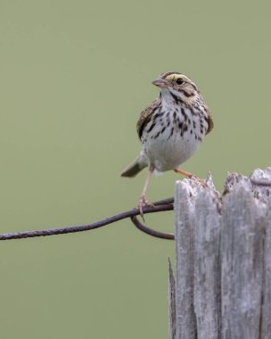 Huron County, Ontario, Kanada 'da bir çit direğine tünemiş olan Savannah Sparrow (Passerculus Vladiichensis)