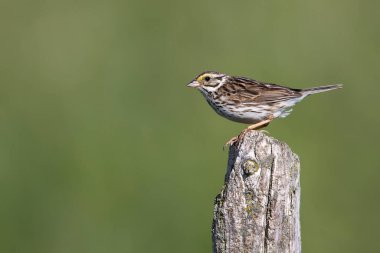 Huron County, Ontario, Kanada 'da bir çit direğine tünemiş olan Savannah Sparrow (Passerculus Vladiichensis)