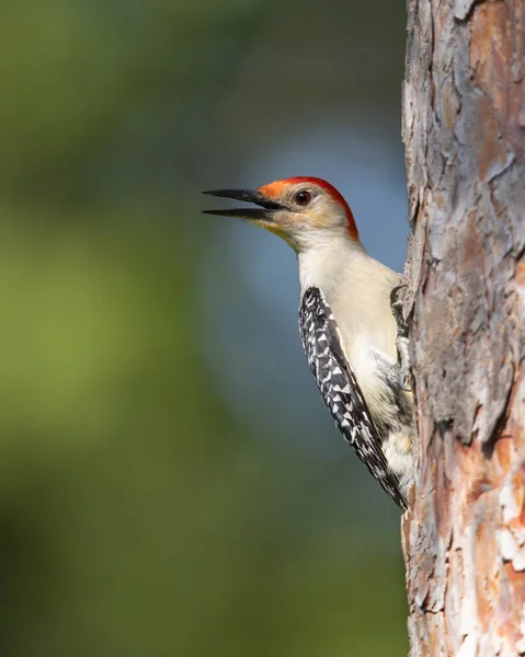 Male Red Bellied Woodpecker Melanerpes Carolinus Calling Red Pine Tree — Stockfoto