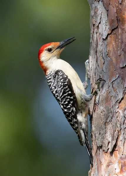 Male Red-bellied Woodpecker (Melanerpes carolinus) perched on the trunk of a red pine tree - Pinery Provincial Park, Ontario, Canada