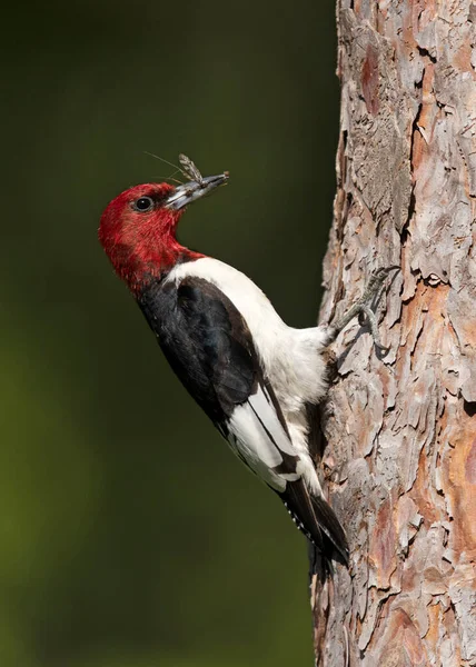 Red Headed Woodpecker Melanerpes Erythrocephalus Crane Fly Its Beak Pinery — Stockfoto