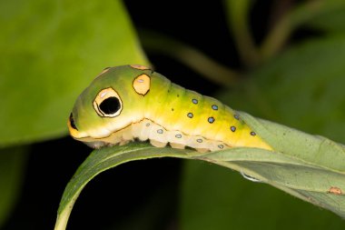 Bir taklit ustası olan Baharat Kelebeği larvası (Papilio troilus) bir yılanı andırarak avlanmaktan kaçınır. Gündüzleri de Grand Bend, Ontario, Kanada 'da bir yaprak barınağında saklanır.