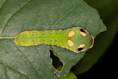 Bir taklit ustası olan Baharat Kelebeği larvası (Papilio troilus) bir yılanı andırarak avlanmaktan kaçınır - Grand Bend, Ontario, Kanada
