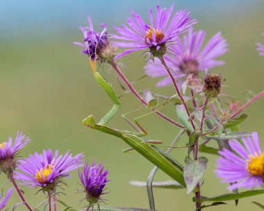Avını pusuya düşürmek için New England 'da dua eden Mantid - Ontario, Kanada
