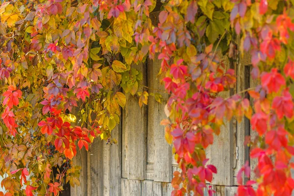 Fondo de una cerca gris de madera con uvas de colores brillantes con hojas de color burdeos, rojo y naranja de otoño — Foto de Stock
