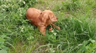 Birlikte olduğumuz için şanslıyız. Köpekle koşan ve gülümseyen sevimli küçük bir kız.