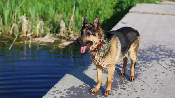 Γερμανικό τσοπανόσκυλο την άνοιξη κάθεται στο γρασίδι κοντά σε ένα μικρό ποτάμι.. — Αρχείο Βίντεο