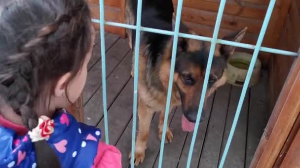 Niña jugando con pastor alemán — Vídeos de Stock