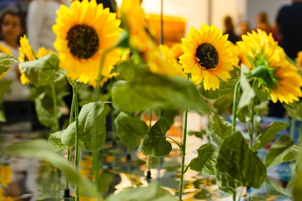 Pozadí abstraktní s slunečnice přes pole a sluneční světlo — Stock fotografie