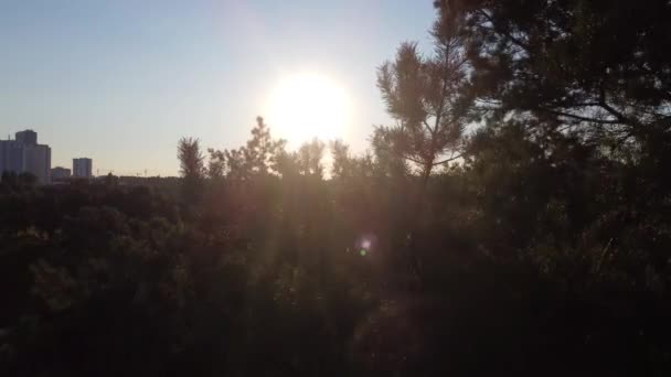 Panoramique lente à travers une forêt au lever du soleil un jour d'été avec de la lumière scintillant à travers les branches — Video