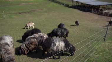 Çiftlik koyunları kapalı. Güneşli bir günde bir grup çiftlik koyunu. Yün yetiştiren koyunlar.