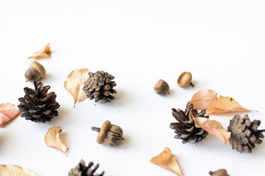 Farklı büyüklükte sonbahar meşe yaprakları, meşe palamutları ve beyaz arka planda izole edilmiş yabani gül meyveleri..