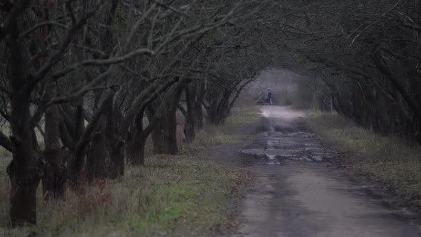 Pessoas caminhando no nevoeiro para o fim do beco com árvores. atmosfera misteriosa na cidade grande — Vídeo de Stock