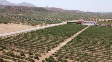Girit senesi, yazın ilinde karakteristik bir manzara..