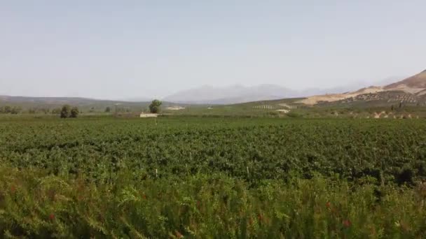 VIneyards and olive groves in the south of the island of Crete — Stock Video