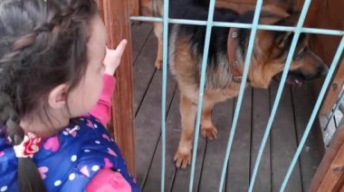 Küçük kız Alman çoban köpeğiyle oynuyor.
