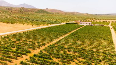 Girit Adası 'nın güneyinde Viyana ve zeytinlikler