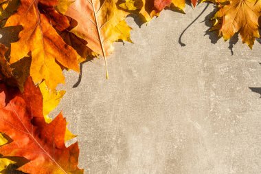 Gri bir arka planda renkli sonbahar yaprakları. Üst Manzara. Boşluğu kopyala