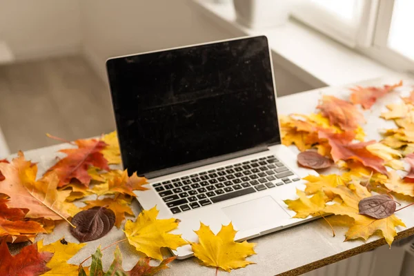 노란 단풍나무 잎이 달린 작업장. 노트북 이 있는 데스크톱 과 회색 나무 배경에 낙엽 이 있습니다. 평평하게 누워 있는 위에서 바라본 모습. — 스톡 사진