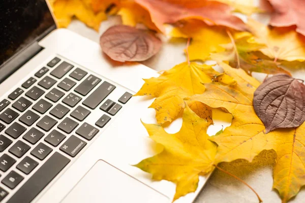 노란색과 붉은 단풍나무와 작업 영역 나뭇잎. 데스크탑 노트북, 회색 나무 배경에 낙된 엽 — 스톡 사진