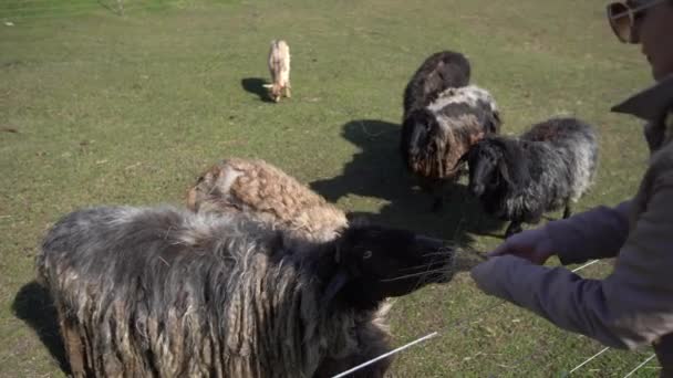 Mujer alimentando ovejas en el campo granja agrícola. — Vídeos de Stock