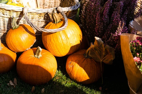 Dekoracje Halloween z dyni i inne obiekty, wystrój — Zdjęcie stockowe