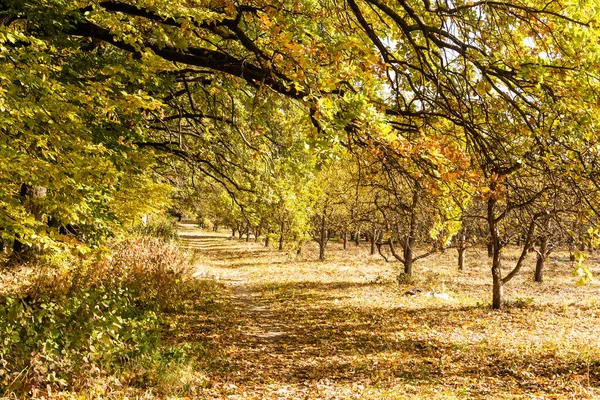 Hermoso Parque Otoño Tiempo Soleado — Foto de Stock