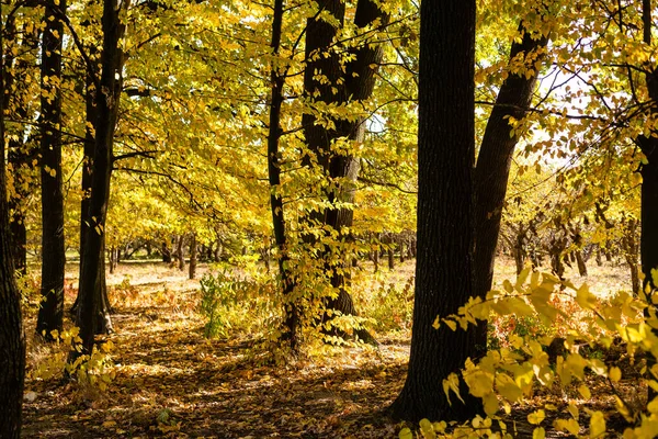 Otoño. Caída. Parque de Otoño. Árboles y hojas de otoño — Foto de Stock